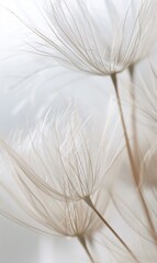 A close up of a bunch of white flowers with long, thin stems