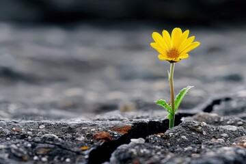 An inspiring image of a vibrant yellow flower growing out of a crack in the pavement, symbolizing resilience, hope, and the beauty of life emerging from adversity.