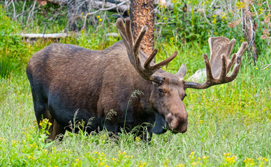 Bull Moose in the Colorado Rocky Mountains