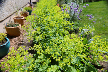 Alchemilla mollis flowers blooming in the garden