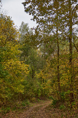 growing trees in Ukraine