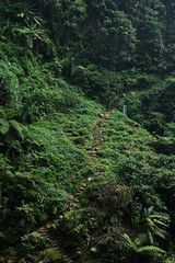 Stairway Hidden in Nature's Embrace