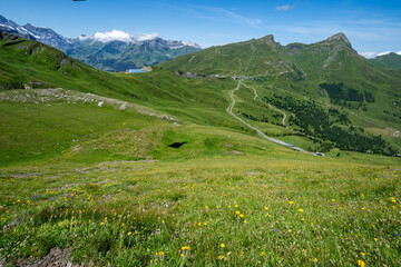 Wildflowers on the Eiger trail near Grindelwald, Switzerland in the Swiss Alps in summer