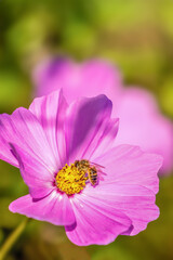 Fototapeta premium bee on pink flower