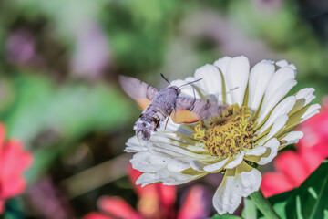 Hummingbird hawk-moth on flower