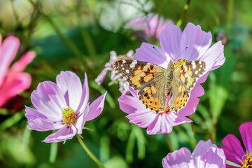 butterfly (Vanessa cardui) on flower