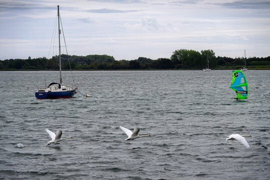 swans flying across the sea with a boat and windsurfer in the background at Emsworth Hampshire England