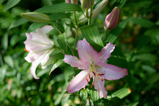 lilium rose Jos&eacute;phine (jardin du ruisseau de l'&eacute;glise 2024)
