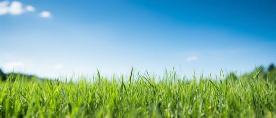 Fototapeta premium Green grass field and blue sky with clouds. Panoramic view.