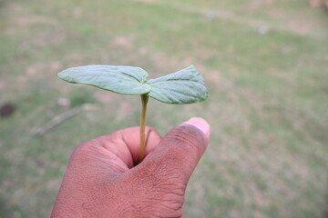 Castor oil plant. Ricinus communis, the castor bean or palma-christi is a species...