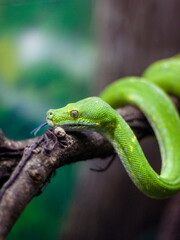 Cobra verde