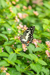 A black butterfly on the flower pollen with greenery leaf environment in the garden. Animal in nature close-up and selective focus.
