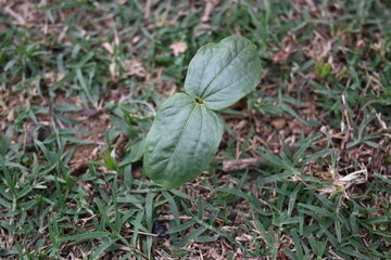 Castor oil plant. Ricinus communis, the castor bean or palma-christi is a species of perennial flowering plant in the spurge family. It is the sole species in the monotypic genus and Ricinus.