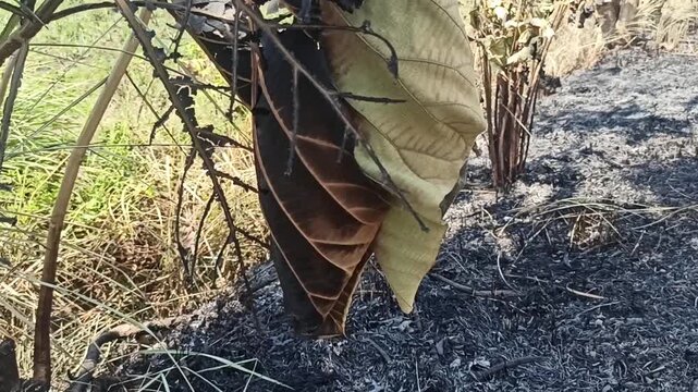 The impact of land fires is that the leaves start to dry out