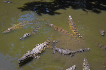 feeding crocodiles on a crocodile farm