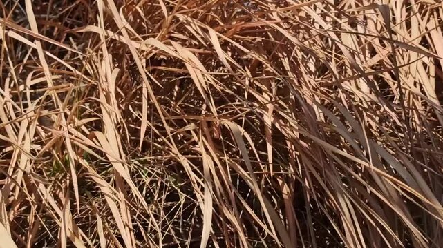 The impact of land fires is that the leaves start to dry out