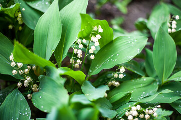 morning dew on fresh spring lilies of the valley