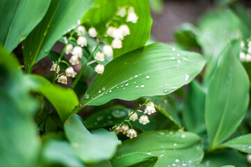 morning dew on fresh spring lilies of the valley