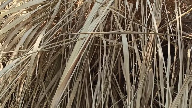 The impact of land fires is that the leaves start to dry out