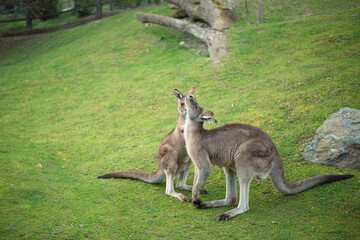 young kangaroo nibbling grass on a green lawn