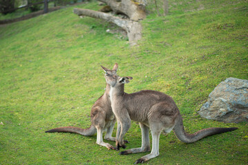 young kangaroo nibbling grass on a green lawn