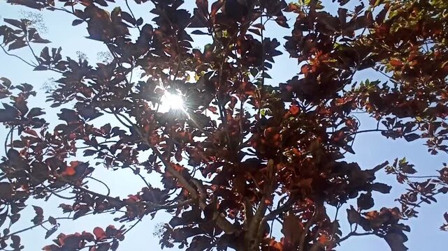 The impact of land fires is that the leaves start to dry out