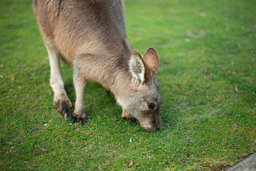 young kangaroo nibbling grass on a green lawn