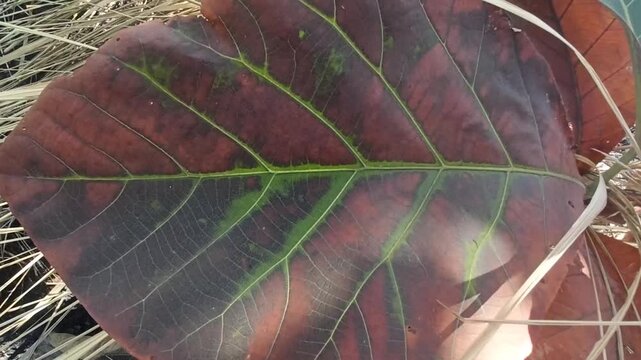 The impact of land fires is that the leaves start to dry out