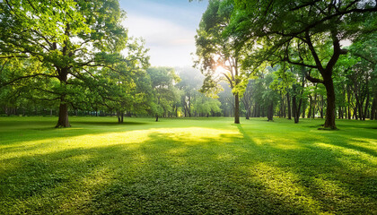 Obraz premium view of green grass on park and sun