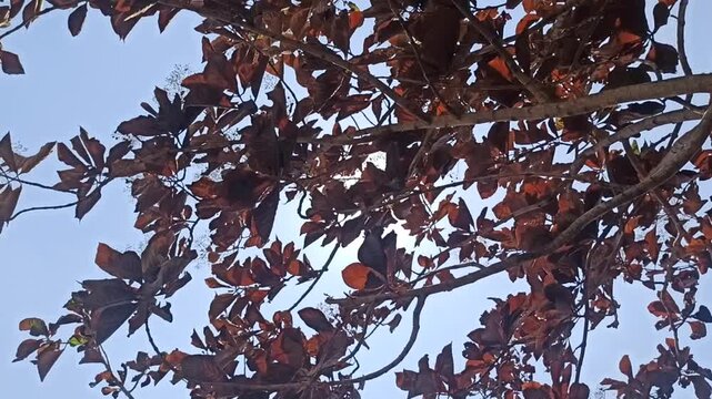 The impact of land fires is that the leaves start to dry out