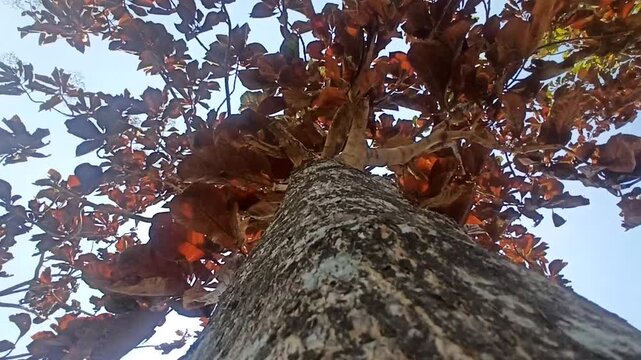 The impact of land fires is that the leaves start to dry out