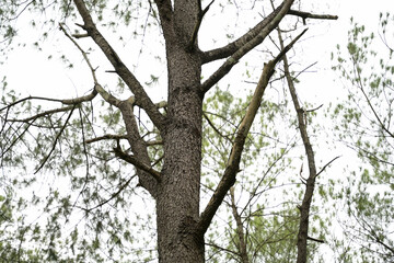 A close-up view of a tree trunk with rough bark and bare branches, showcasing the intricate details and textures of nature in a forest setting