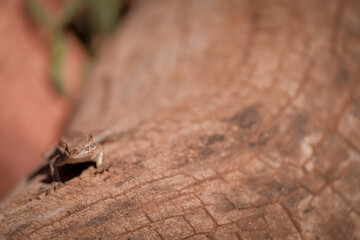 Lizard in Sedona, Arizona
