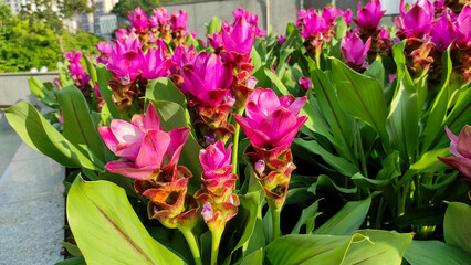 Curcuma alismatifolia, Siam tulip or summer tulip is a tropical plant native to Laos, northern Thailand, and Cambodia