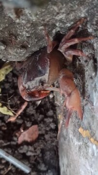 Gecarcinucoidea in the garden