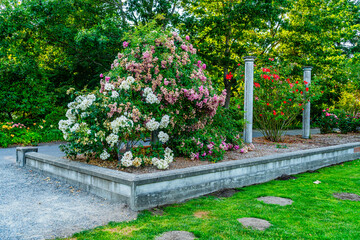 Seatac Flower Clusters