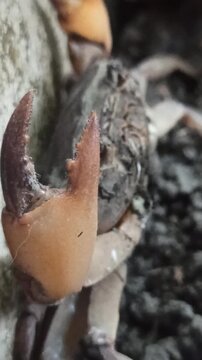 Gecarcinucoidea in the garden