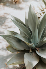 Close-Up of Succulent Plant with Intricate Details
