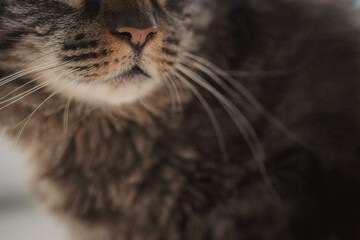 A closeup of a cats face with a blurred background creates depth © Jenny