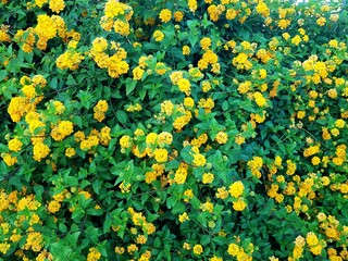 Yellow flowers of Lantana camara in the garden, stock photo