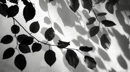 Intricate shadows of leaves cast on a plain wall