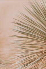 Close-Up of Cactus Against Neutral Background

