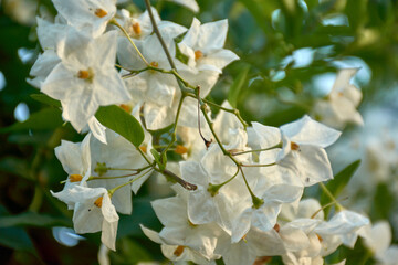 Delicate White Solanum Jasminoides Flowers in a Garden