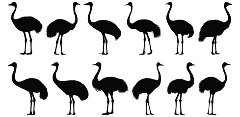 Ostrich silhouettes set, bird pack of vector silhouette design, isolated background