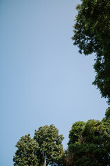 A clear blue sky framed by the branches of a large tree, creating a serene and natural backdrop. Perfect for themes of nature, tranquility