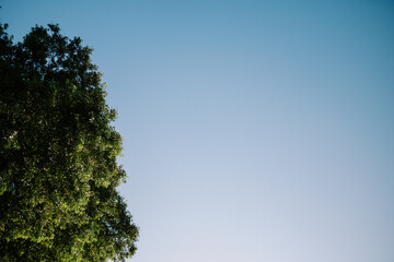 A clear blue sky framed by the branches of a large tree, creating a serene and natural backdrop. Perfect for themes of nature, tranquility