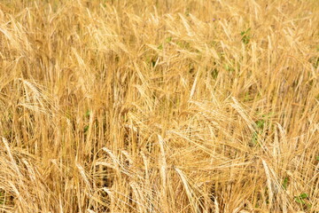 background of a field of wheat isolated close up 