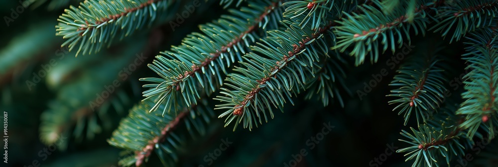 Poster close-up view of evergreen branches with blurred background, highlighting intricate details and crea