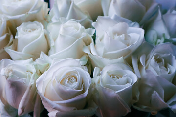 Close-Up of White Rose Bloom in Natural Sunlight - Elegant Floral Photography