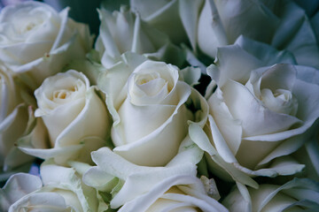 Close-Up of White Rose Bloom in Natural Sunlight - Elegant Floral Photography